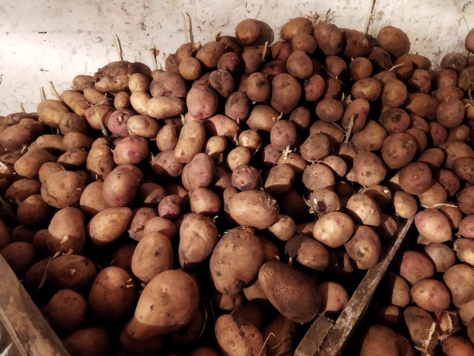 Продам домашню картошку без гмо