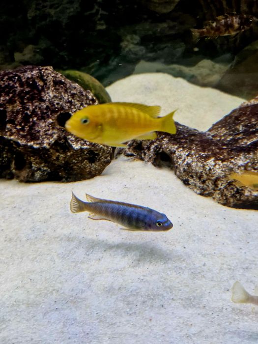 Labeotropheus tumbi west