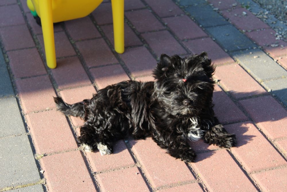 Suczka Yorkshire Terrier Black