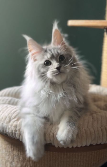 Кошеня мейн кун дівчинка