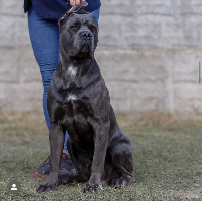 Цуценята кане корсо топ рівня