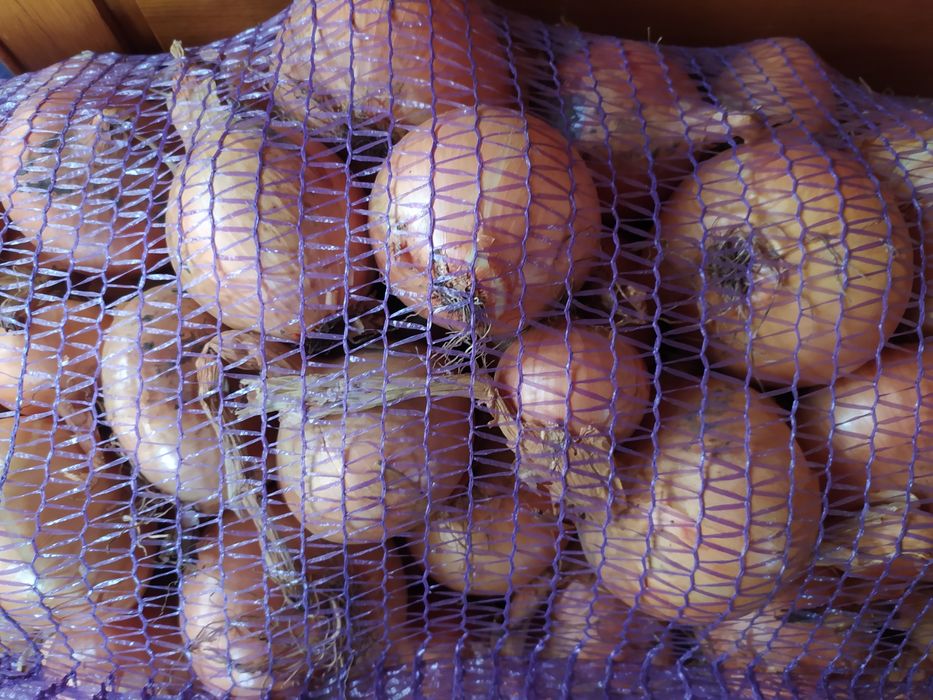 Цибуля ріпчаста домашня