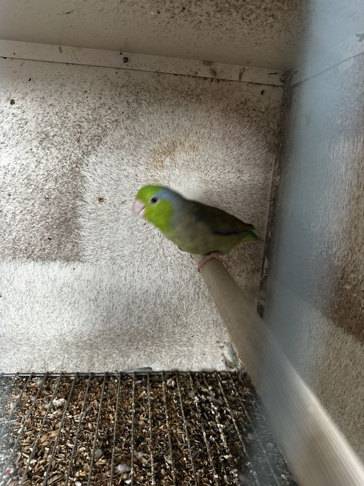 Forpus verde macho