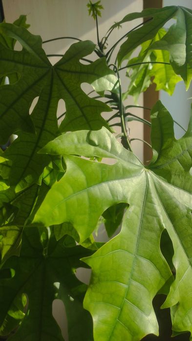 Брахихитон кленолистный (огненное дерево)