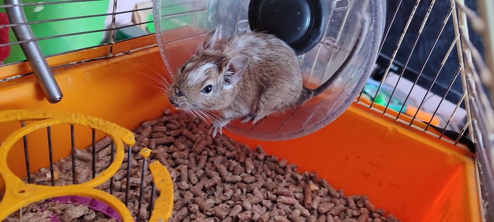 Декоративні гризуни піщані щурики