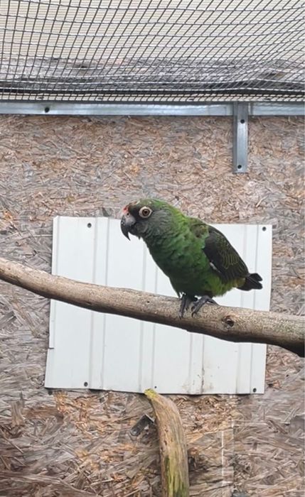 Papagaio Jardine gulielmi