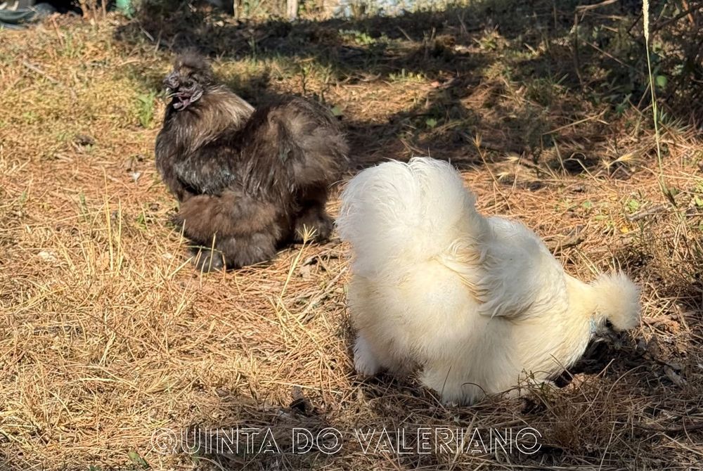 Ovos férteis para incubação e pintos de raça