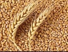 Озима пшениця, ячмінь