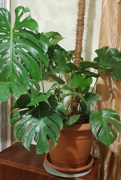 Монстера комнотное ростение