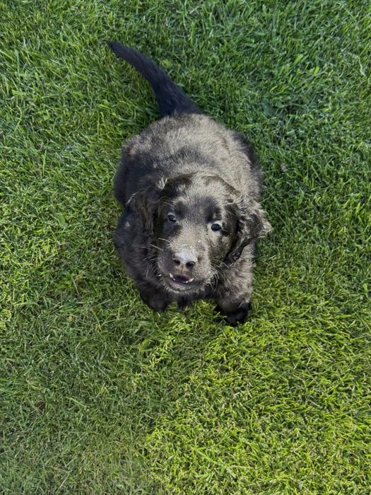 Flat Coated Retriever szczenię ZKwP/FCI