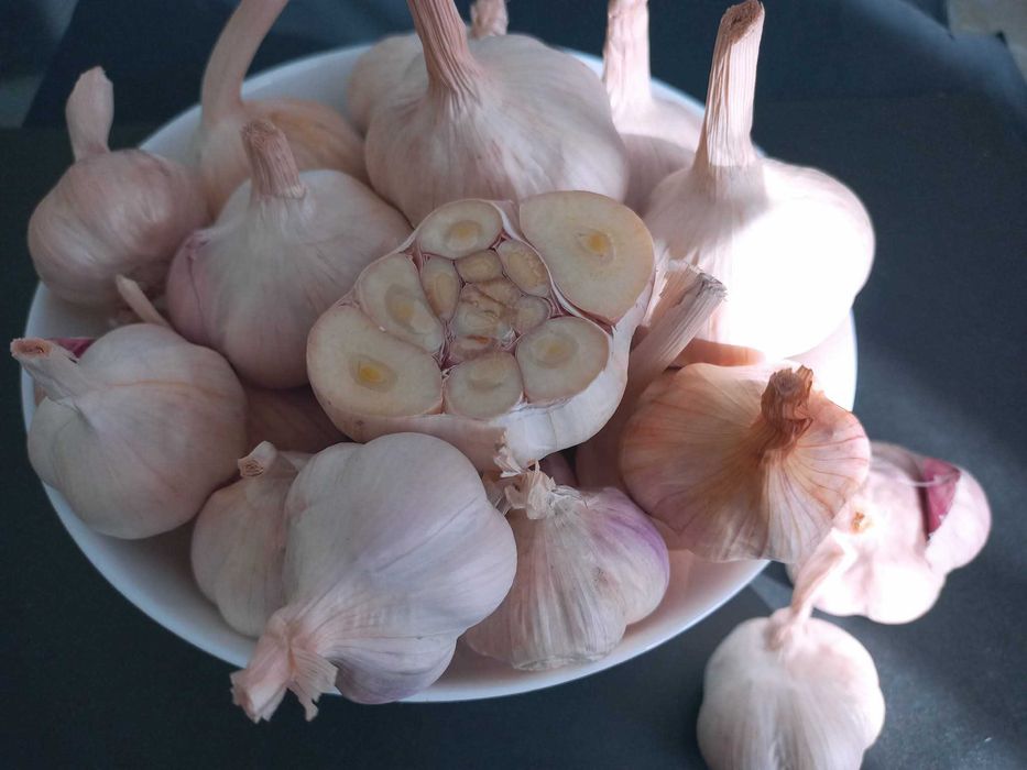 Czosnek wiosenny Jaruś 5 kg przesyłka olx!