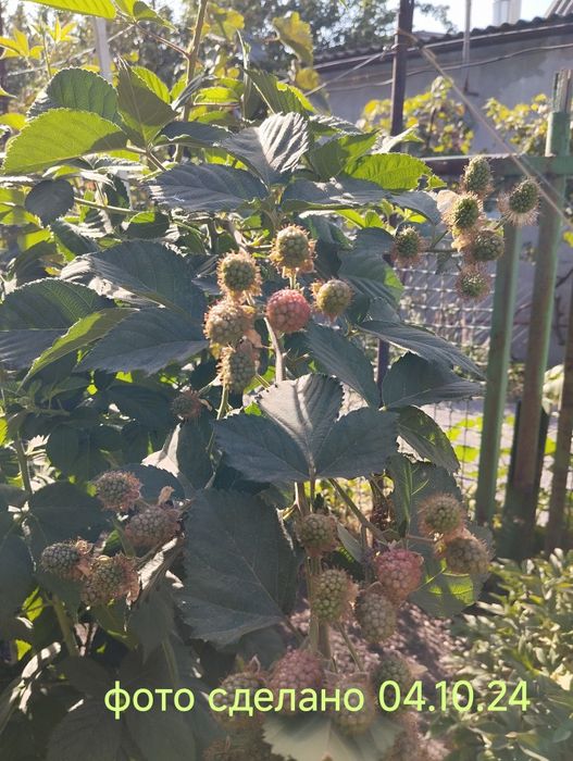 Саженцы ежевики Кайова (Киова)