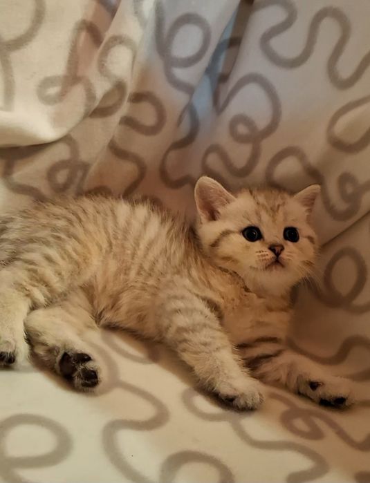 Общительные котята
