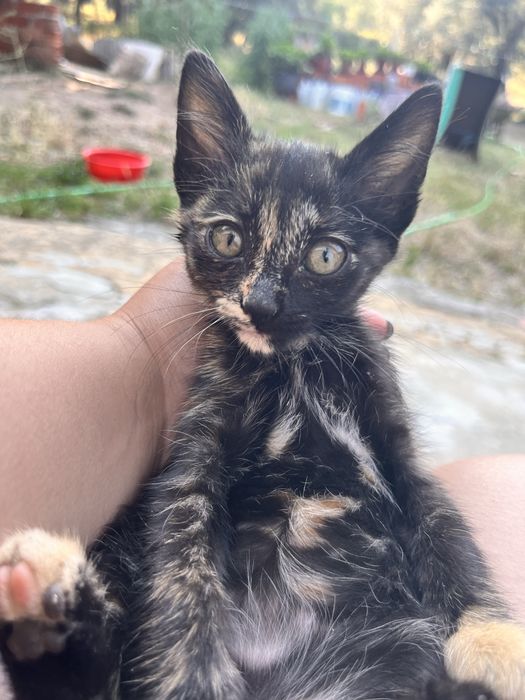 Gatinhos para dar 3 meses