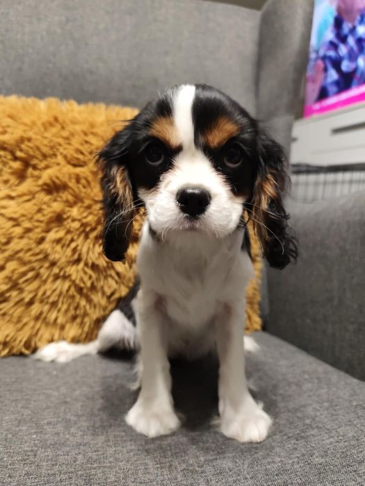 Cavalier King Charles spaniel, sunia