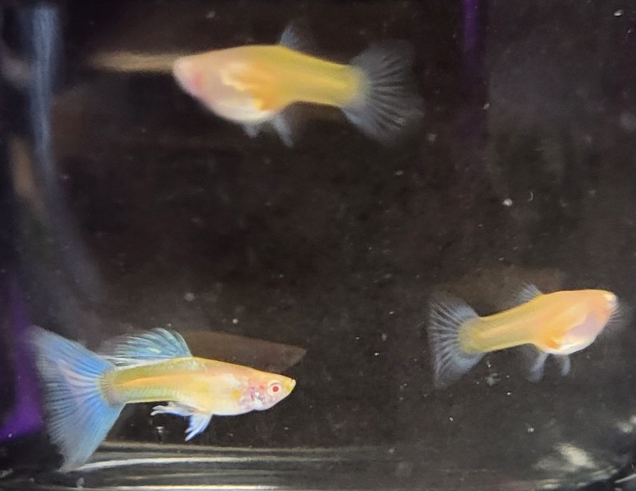 Gupik Albino Topaz Blue