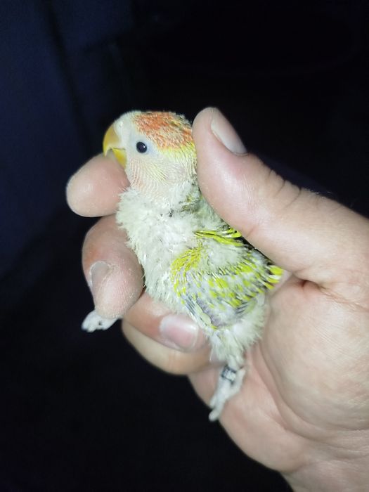 Roseicollis para criar á mão