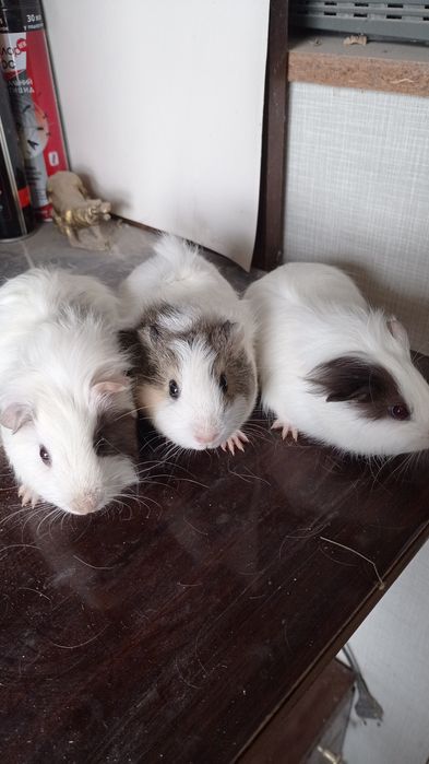 Гризунішки морські