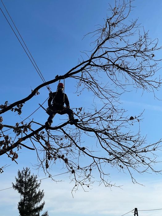 Wycinka ,przycinka i pielęgnacja drzew