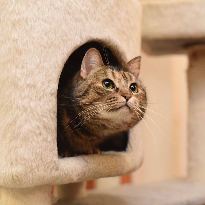 Юки подарит Вам море любви и нежности