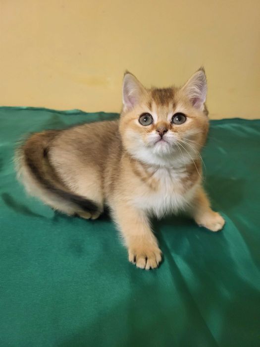 Хлопчик золота шиншилла.