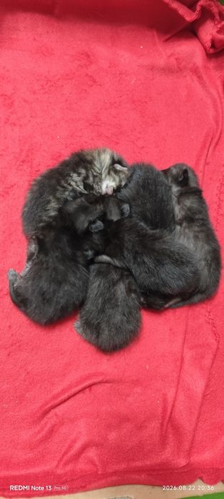 5 małe czarne kotki oddam