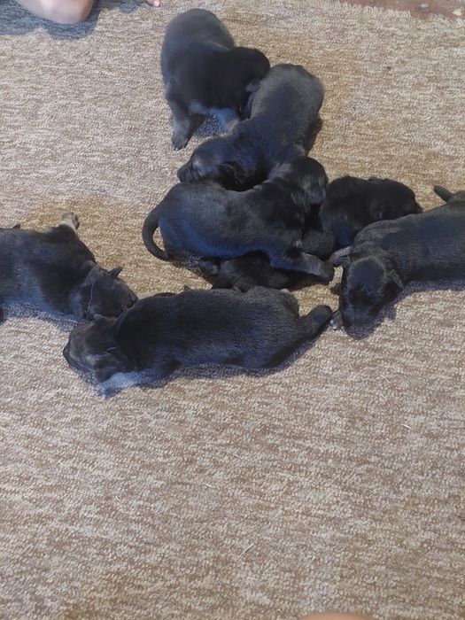 Продаю цуценят східноєвропейскої вівчарки