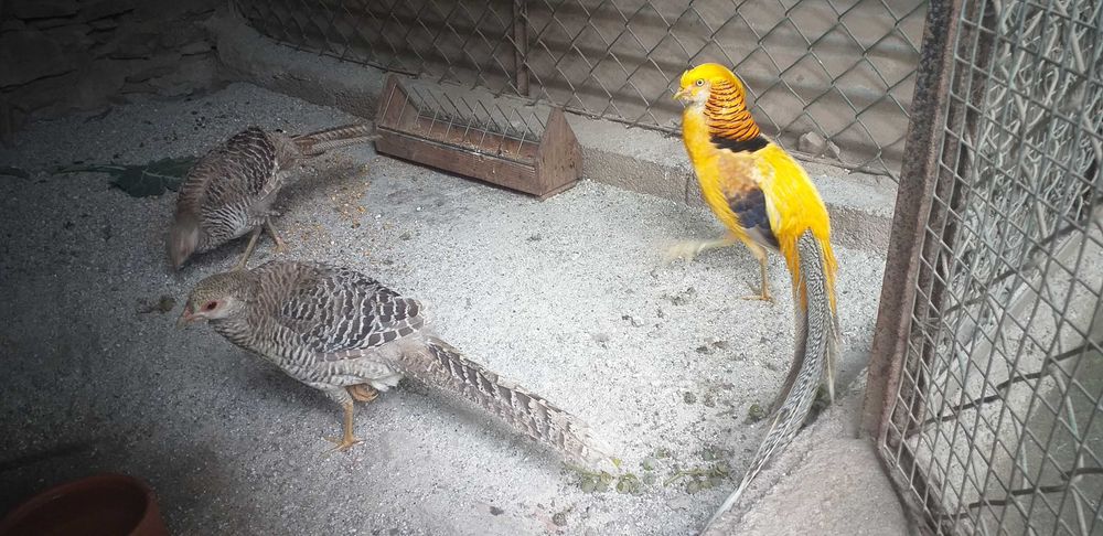 Faisões Gigi de 2025