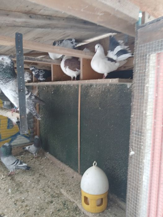 Gołębnik ogrodowy wraz z gołębiami ozdobnymi