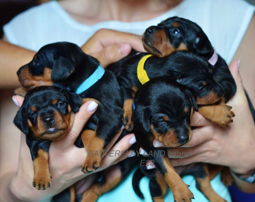 Цвергпінчер ( карликовий , миниатюрний пінчер )