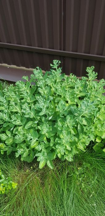 Очіток Седум великі кущі, очиток,барвінок