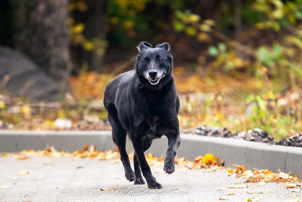 Віддам в добрі руки собаку дівчинку Аврору.