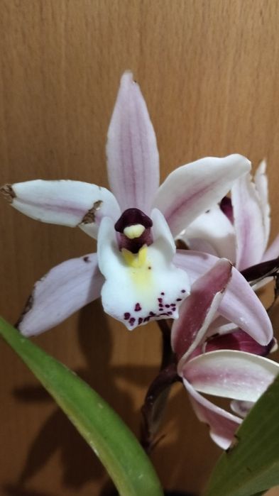 Orquídeas de rua cymbidium cada uma 4 euros