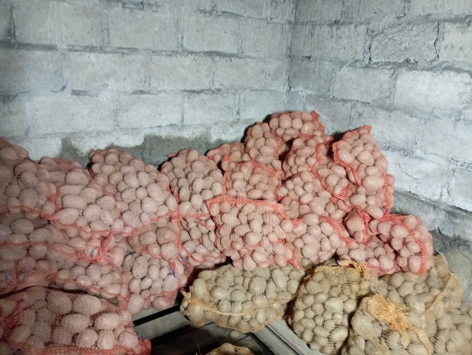 GALA/ RED SONIA + Transport do 25 km w Cenie { PROSTO od rolnika }
Zie