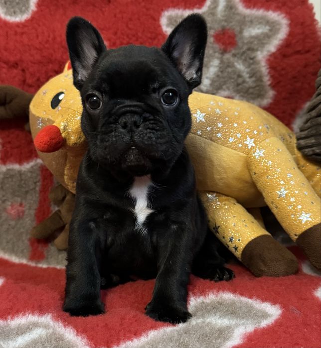 Buldog francuski FCI ZKWP piesek