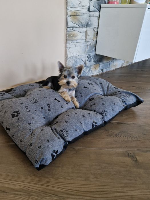 Yorkshire Terrier Malutki Piesek szuka kochającej rodzinki :-)