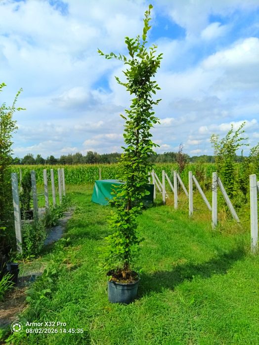 GRAB POSPOLITY 'Carpinus Betulus' wys. 200-250 cm, doniczka 20-25 litrów