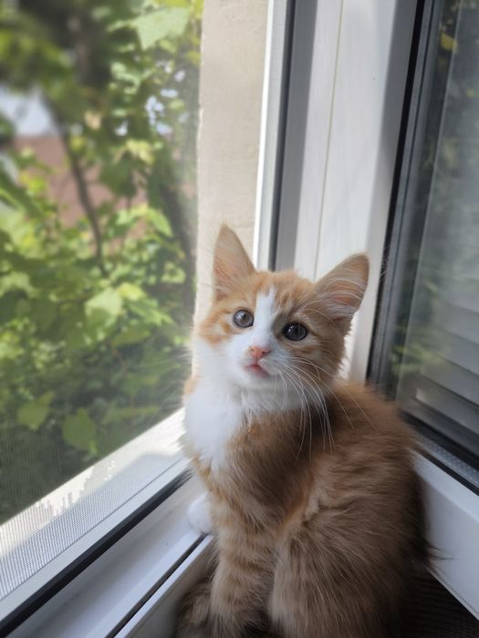Руда кішечка. Котики. Кошеня. Руде кошеня