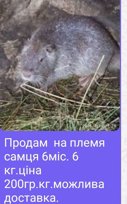 Рропоную на перетримку хлопцвв і дівчат