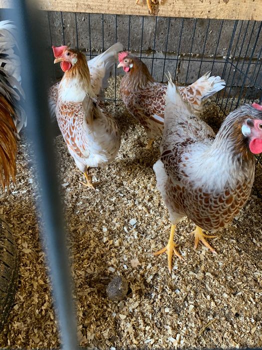 Jaja lęgowe kur włoszek