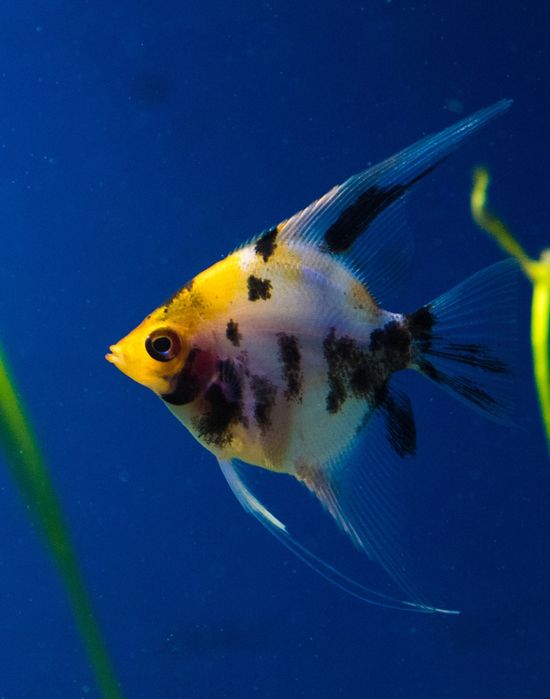 Скалярія золота кої скалярия рибка акваріумна обмін