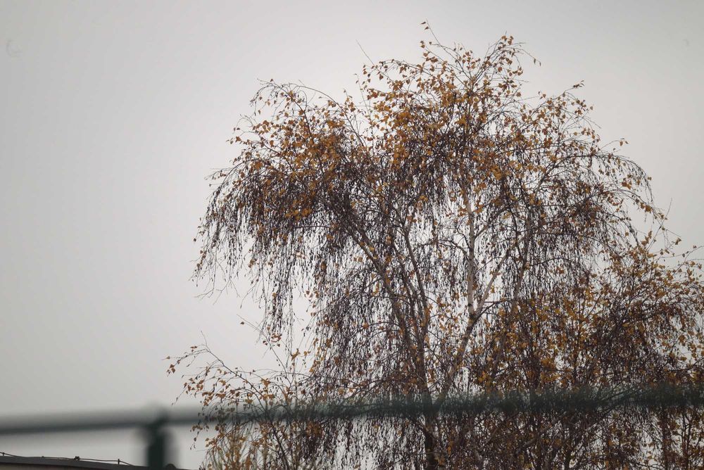 Samyang 500 6,3 - obrandowany jako Norweski Polar. Moc. Nikon f