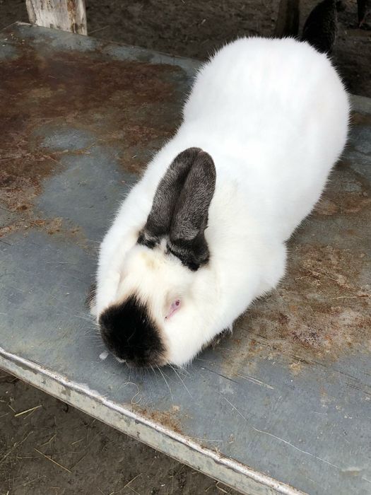 Продаю кролі.Термони. Та самка Каліфорнія