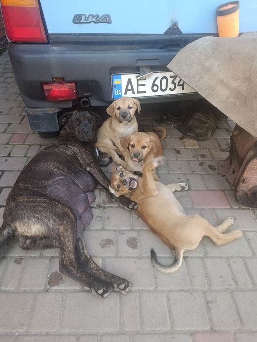 Отдам в заботливые руки щенков