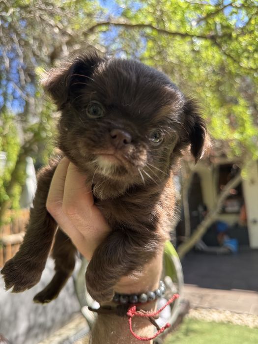 Chihuahua Dlugowlosy FCI