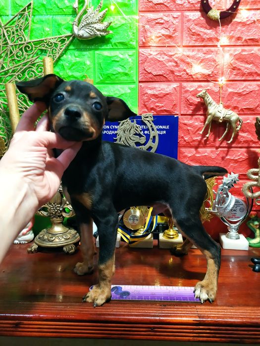 Милый стандартный красавчик согреет душу! 3мес.РодителиКСУ. Чип,привит