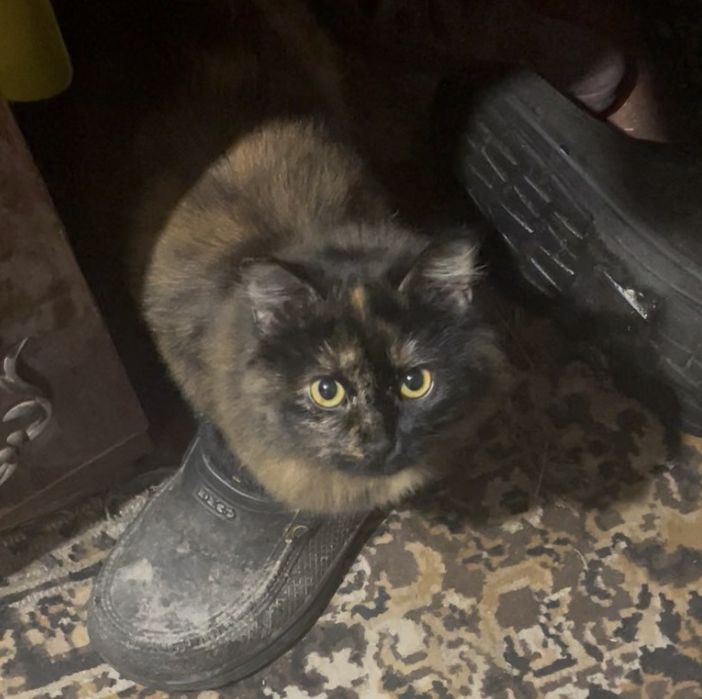 Віддам кішечку, стерелізована