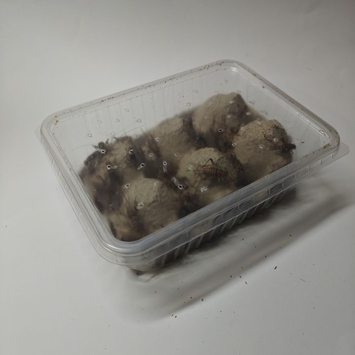 Świerszcze bananowe