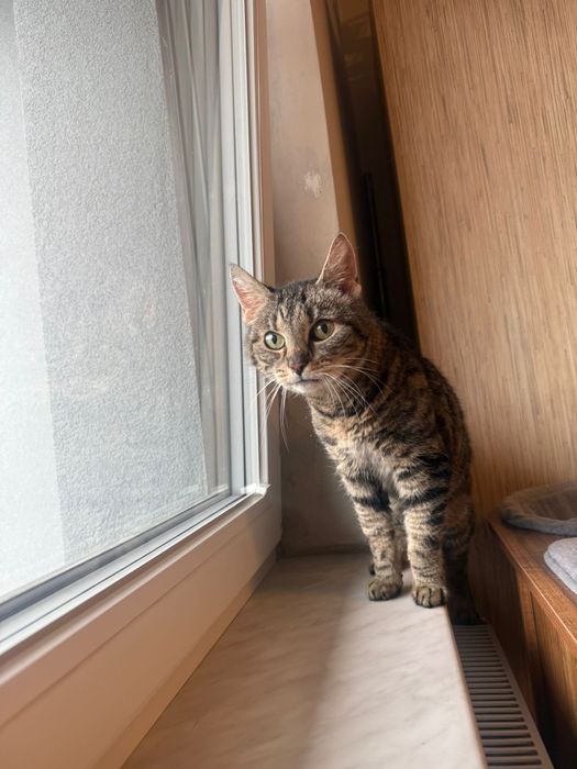 Tygrysia - delikatna wojowniczka