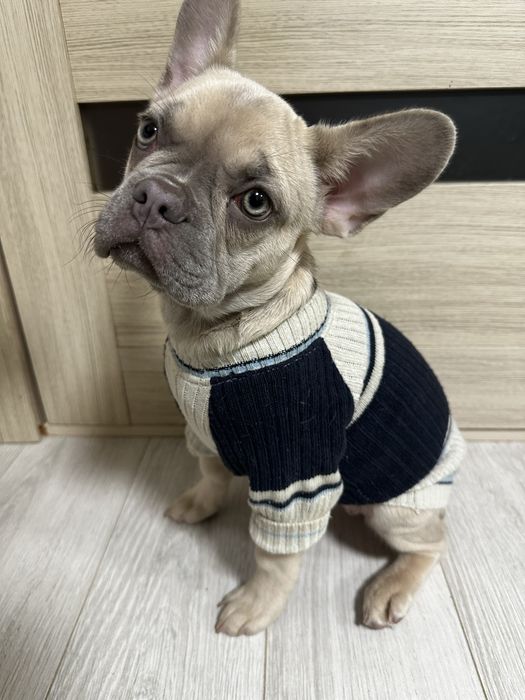Светр для маленької собачки